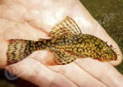 Ancistrus sp. (L393)