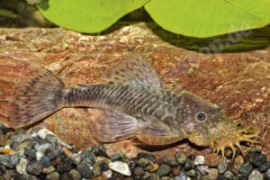 Ancistrus sp. (L 396)