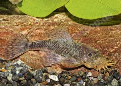 Ancistrus sp. (L396)