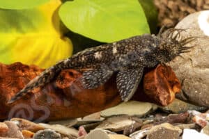 Ancistrus sp. (L 421)