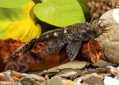 Ancistrus sp. (L421)