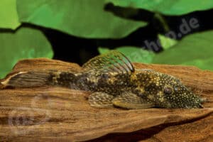 Ancistrus sp. (L 423)