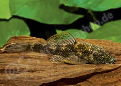 Ancistrus sp. (L423)