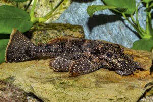 Ancistrus sp. (L 463)