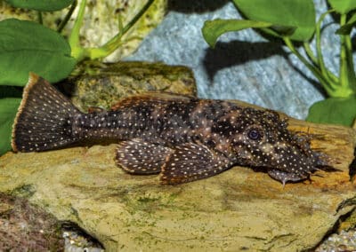 Ancistrus sp. (L463)