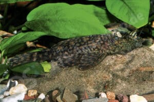 Ancistrus sp. (L 464)