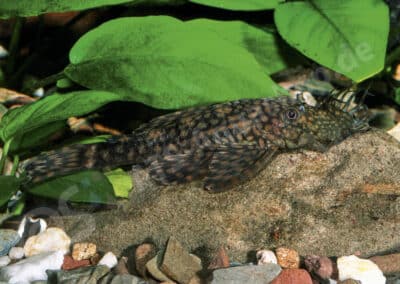 Ancistrus sp. (L464)