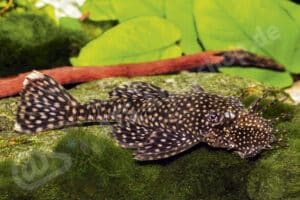 Ancistrus sp. (L 480)