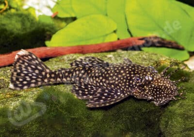 Ancistrus sp. (L480)