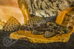 Ancistrus sp. (L 481)