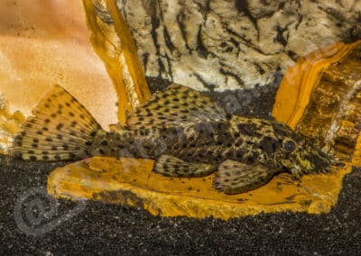 Ancistrus sp. (L481)