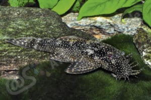 Ancistrus sp. (L 486)