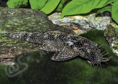 Ancistrus sp. (L486)