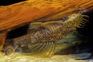 Ancistrus sp. (L 503)