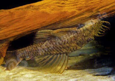 Ancistrus sp. (L503)