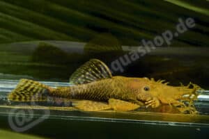 Ancistrus sp. (L 504)