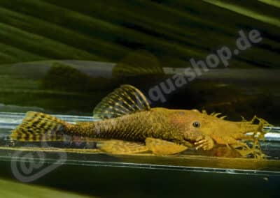 Ancistrus sp. (L504)