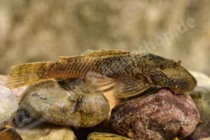 Ancistrus sp. (L 506)