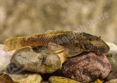 Ancistrus sp. (L506)