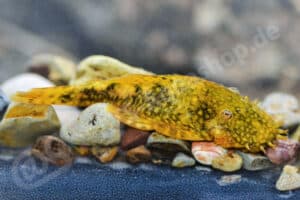 Ancistrus sp. (L 507)