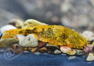 Ancistrus sp. (L507)