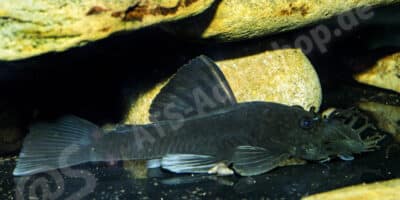 Ancistrus sp. (L 508) Ancistrus sp. (L 508)