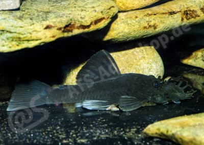 Ancistrus sp. (L508)