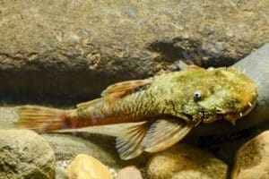 Ancistrus sp. (L 511)