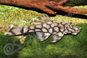 Ancistrus sp. (L 519)