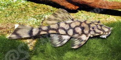 Ancistrus sp. (L 519) Ancistrus sp. (L 519)