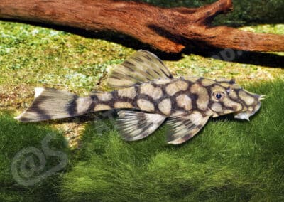 Ancistrus sp. (L519)