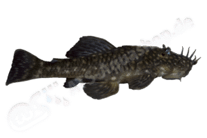 Ancistrus sp. (L 521)