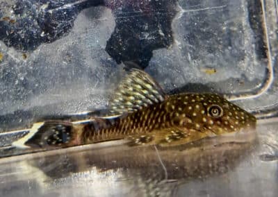 Ancistrus sp. (L524)