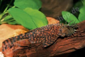 Ancistrus sp. (L 528)