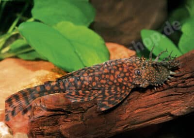 Ancistrus sp. (L528)