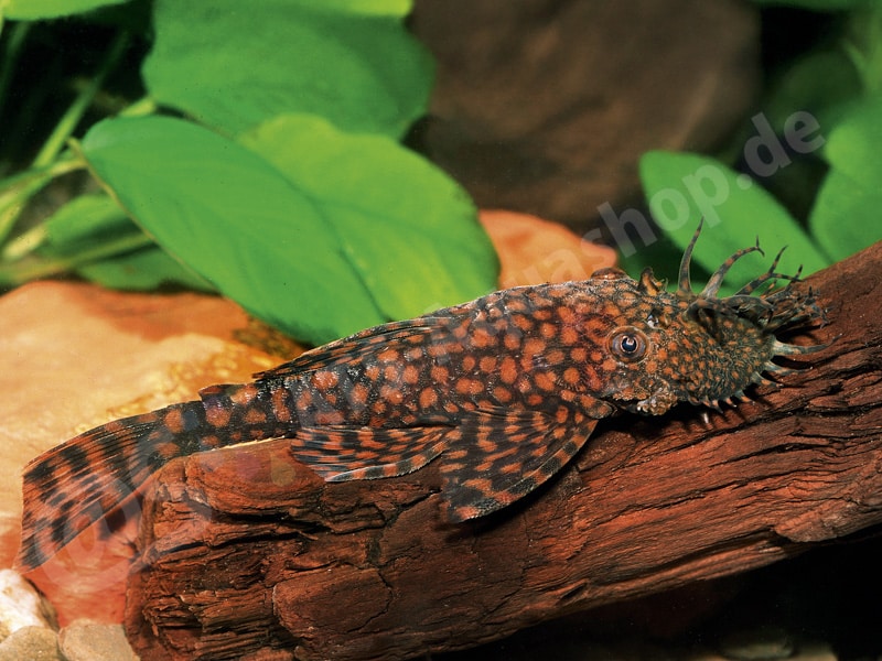 Ancistrus sp. (L 528)