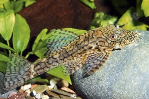 Ancistrus sp. (L 529)