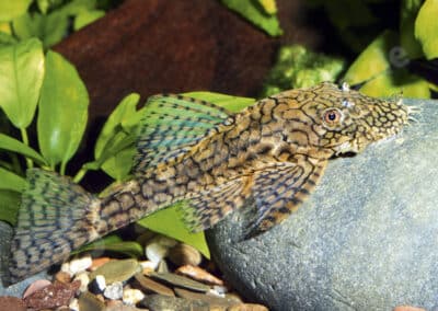 Ancistrus sp. (L529)