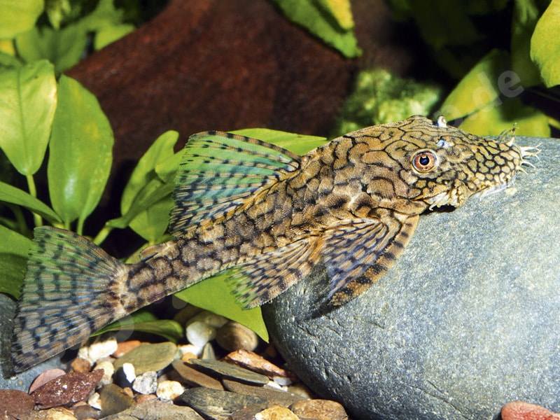 Ancistrus sp. (L 529)