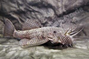 Ancistrus sp. (L 530)