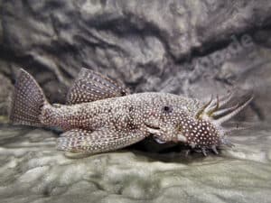 Ancistrus sp. (L 530)