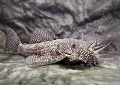 Ancistrus sp. (L530)