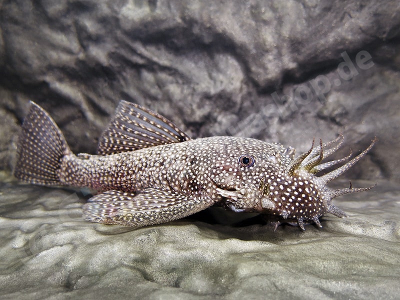 Ancistrus sp. (L 530)