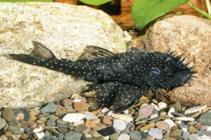 Ancistrus sp. (L 531)