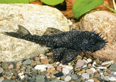 Ancistrus sp. (L531)