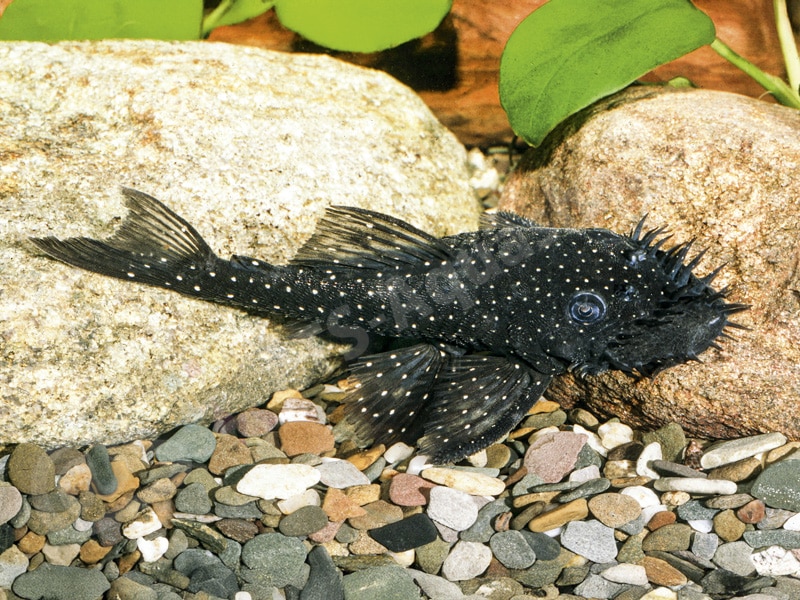 Ancistrus sp. (L 531)