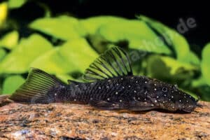 Ancistrus sp. (L 532)