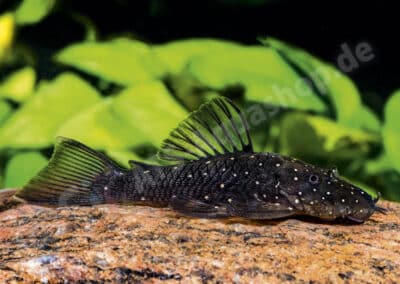 Ancistrus sp. (L532)