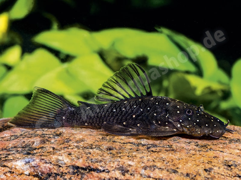 Ancistrus sp. (L 532)