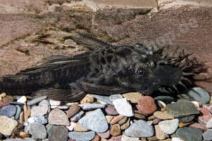 Ancistrus sp. (LDA 016)